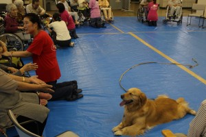 大人気ゴールデンレトリーバーのプッチ