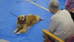 プッチ、ボランティア