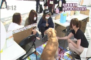 NHK 2015.09.20 動物愛護週間.mp4_000051319