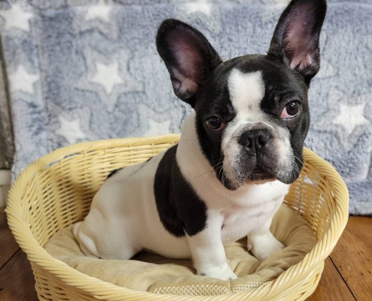 フレンチブルドッグ男の子