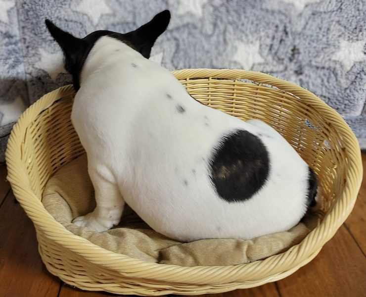 フレンチブルドッグ男の子