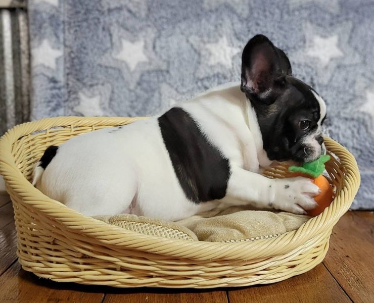 フレンチブルドッグ男の子