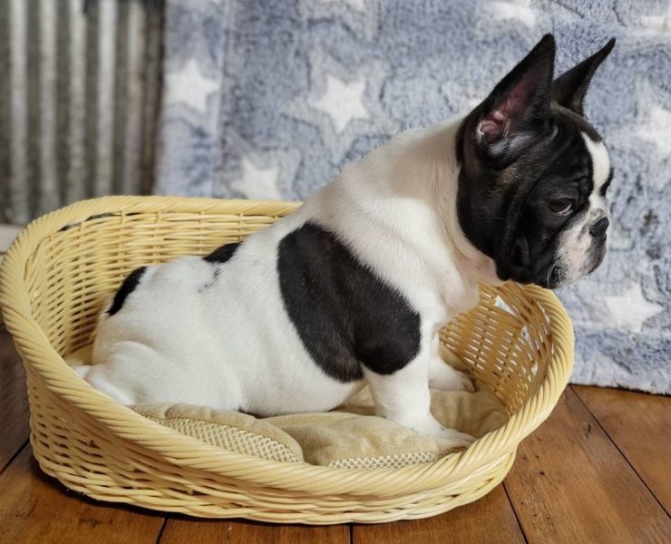 フレンチブルドッグ男の子