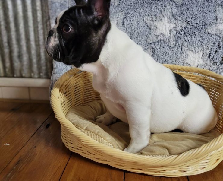 フレンチブルドッグ男の子