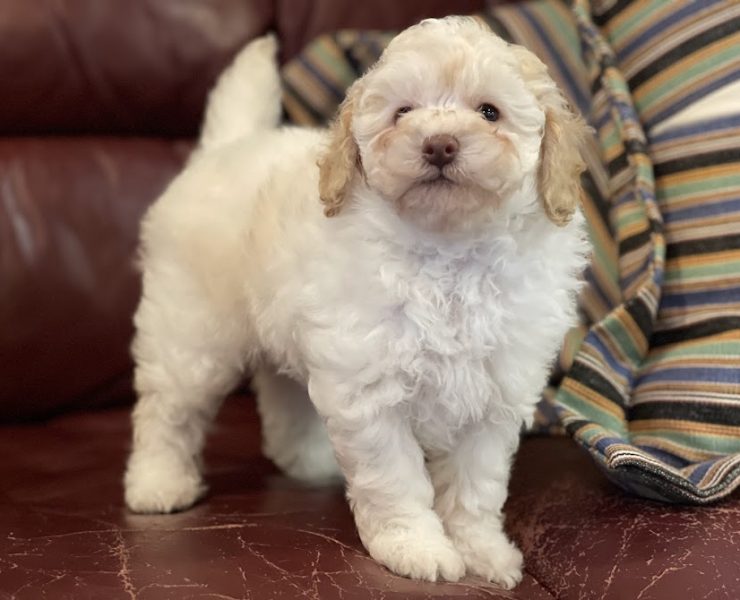 トイプードル　もめんちゃんの子　（あだ名：バチラくん）