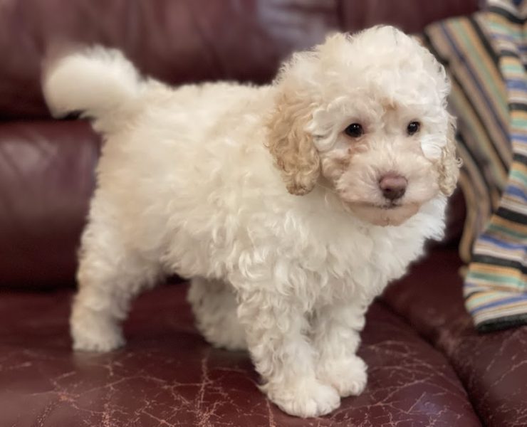 トイプードル　もめんちゃんの子　（あだ名：チギリくん）