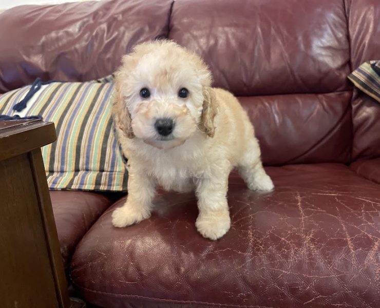 トイプードル　もめんちゃんの子　（あだ名いとしくん）