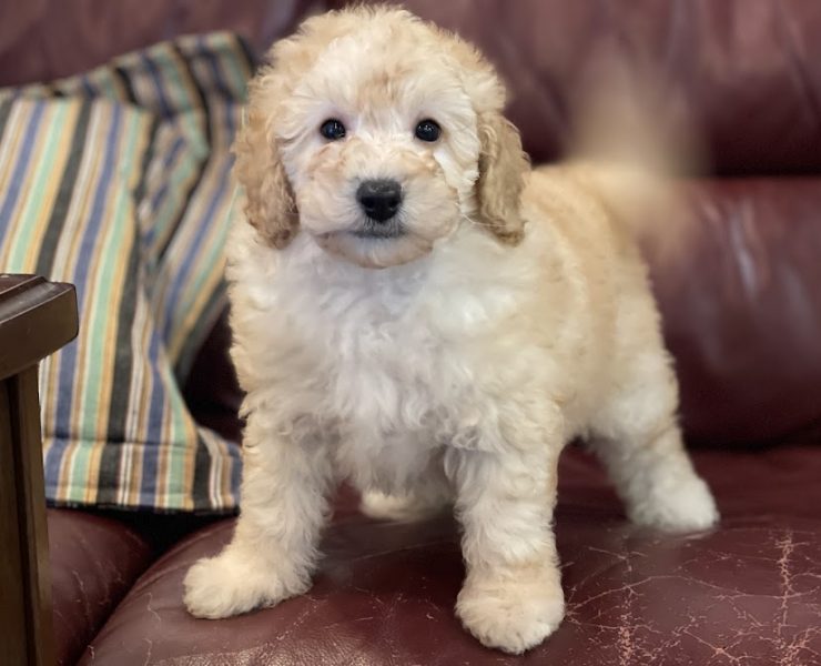 トイプードル　もめんちゃんの子　（あだ名いとしくん）