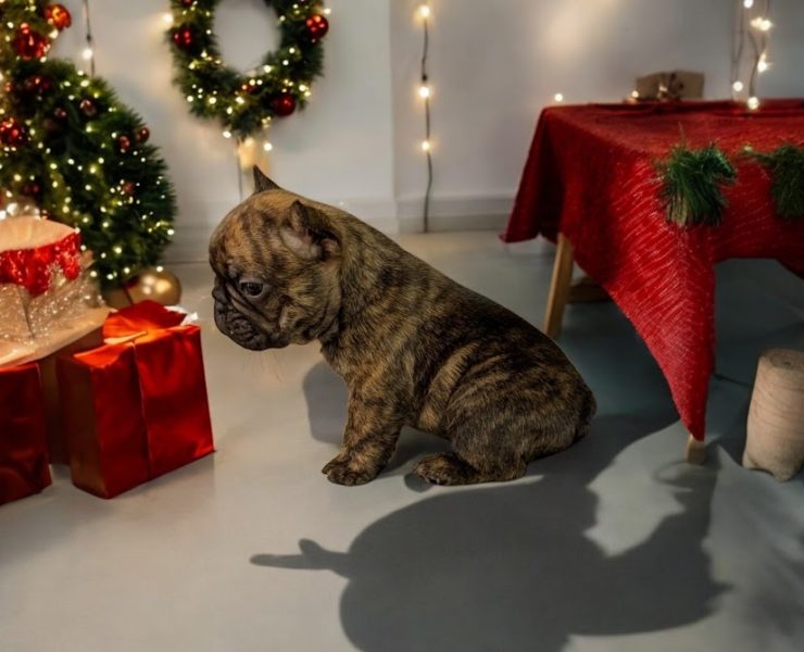 フレンチブルドッグ　ムースちゃんの子　（あだ名：モエくん）