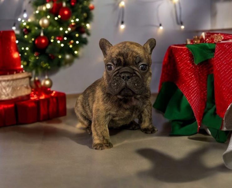 フレンチブルドッグ　ムースちゃんの子　（あだ名：モエくん）