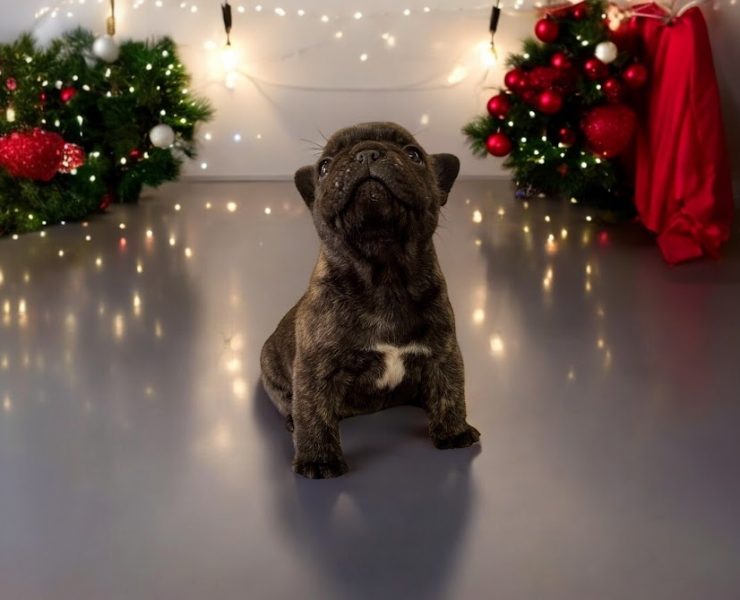 フレンチブルドッグ　ムースちゃんの子　（あだ名：モカくん）