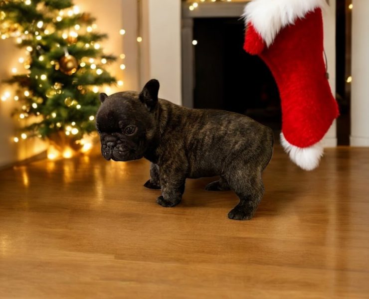 フレンチブルドッグ　ムースちゃんの子　（あだ名：モカくん）