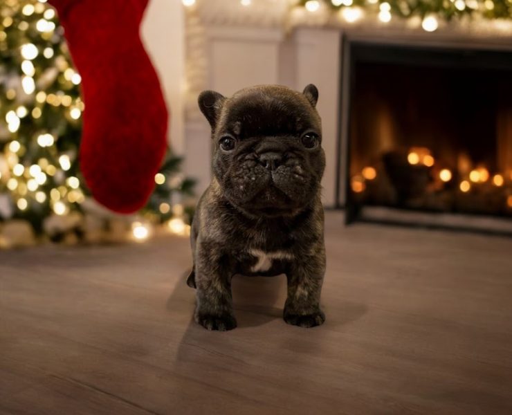 フレンチブルドッグ　ムースちゃんの子　（あだ名：モカくん）