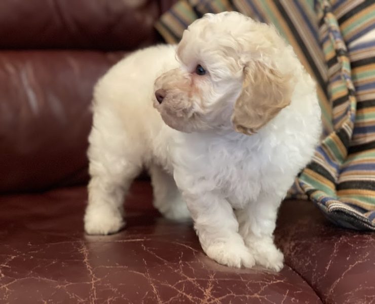 トイプードル　もめんちゃんの子　（あだ名：バチラくん）