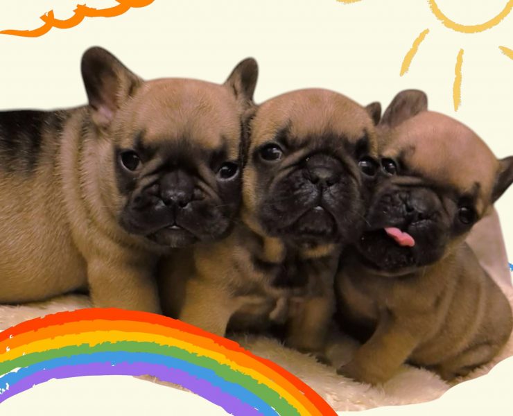 フレンチブルドッグ麦茶ちゃんの子【あだ名：大麦ちゃん】