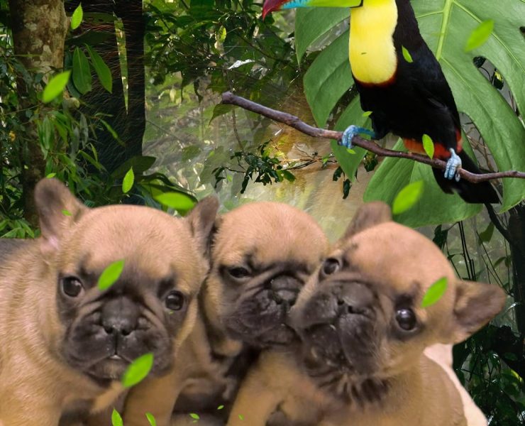 フレンチブルドッグ麦茶ちゃんの子【あだ名：大麦ちゃん】