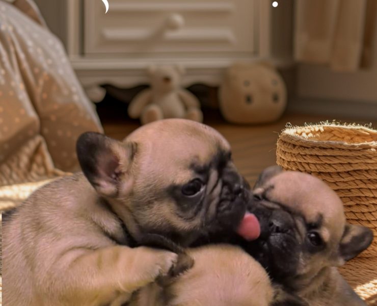 フレンチブルドッグ麦茶ちゃんの子【あだ名：大麦ちゃん】