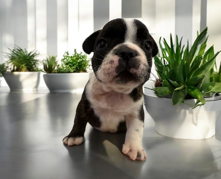 フレンチブルドッグこいぬ　（モーちゃんの子）