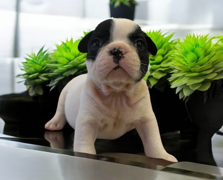 フレンチブルドッグこいぬ　（モーちゃんの子）