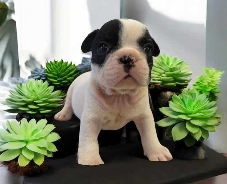 フレンチブルドッグこいぬ　（モーちゃんの子）