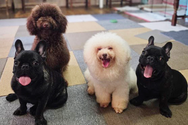 カタノダプラスで生活する犬たち