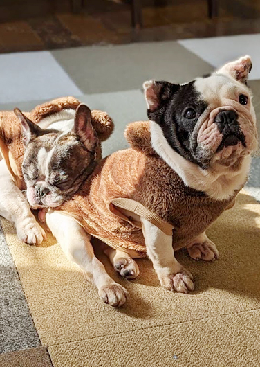 穏やかに過ごすシニア犬