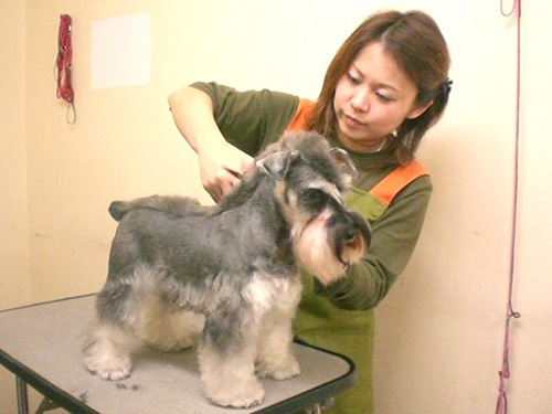 トリミングスクール