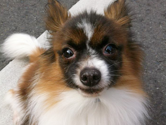 ブリーダーからパピヨンの里親