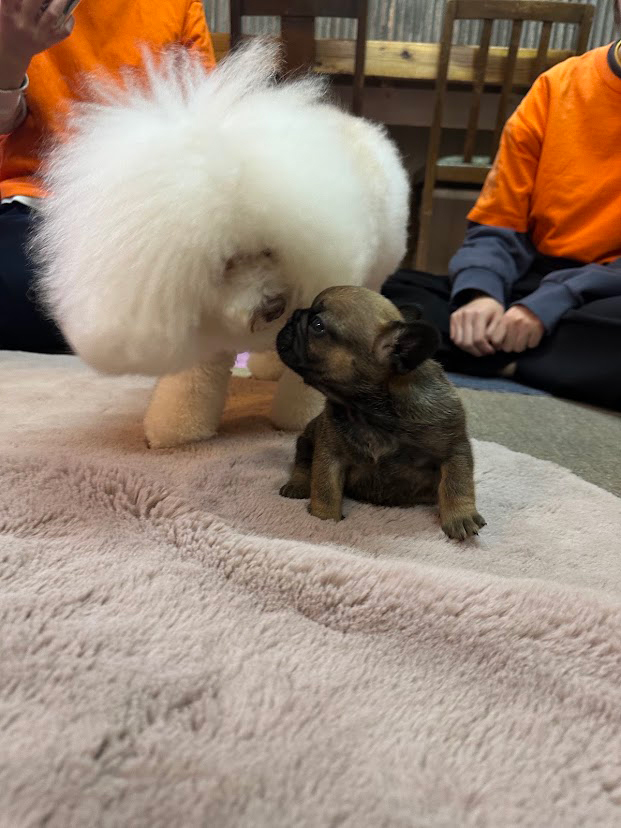 小倉の拠点で見守られる子犬