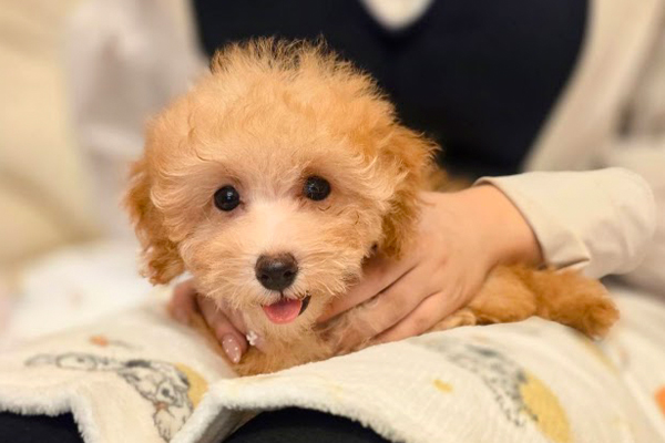 子犬の相談について