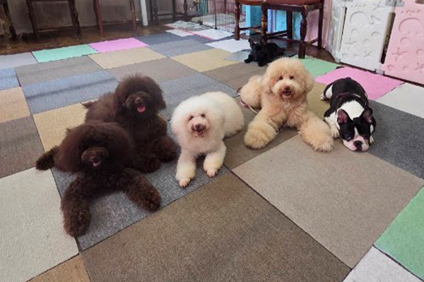 相談できる犬たちの一覧