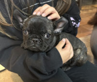 【福岡・鞍手町】犬とふれあう「かたのだ子ども食堂」レポ🐶🌸子犬の癒やしと春のポカポカごはん！