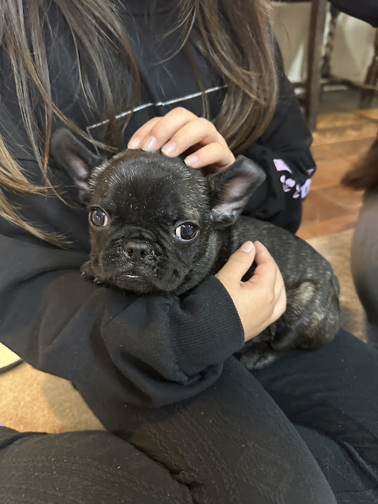 【福岡・鞍手町】犬とふれあう「かたのだ子ども食堂」レポ🐶🌸子犬の癒やしと春のポカポカごはん！